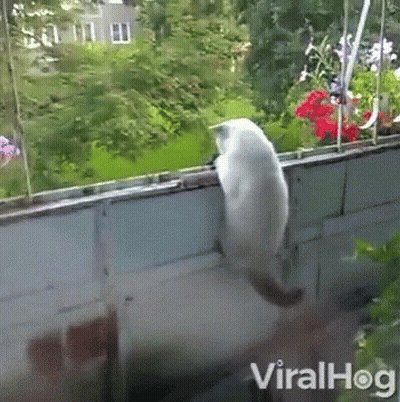 A White Cat Is Sitting On A Balcony With Flowers In The Background And The Words Viralhog Below It GIF