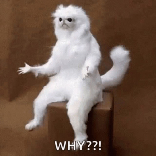 A White Cat Is Sitting On A Box Asking Why . GIF
