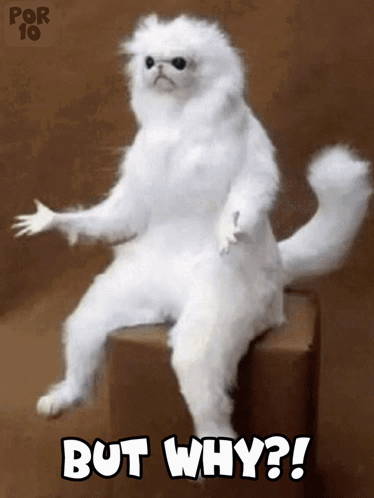 A White Cat Is Sitting On A Box With The Words But Why On It GIF