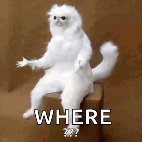 A White Cat Is Sitting On A Box With The Words Where Written On It . GIF