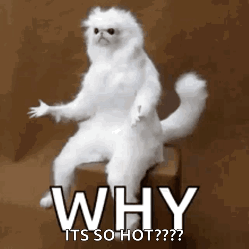 A White Cat Is Sitting On A Box With The Words Why Its So Hot Written Below It GIF