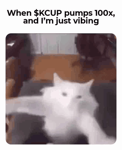 A White Cat Is Sitting On A Couch In A Blurry Picture . GIF