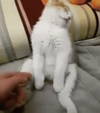 A White Cat Is Sitting On A Couch With Its Legs Crossed And A Person Petting It . GIF