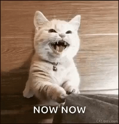 A White Cat Is Sitting On A Couch With Its Mouth Open And The Words `` Now Now '' Written Next To It . GIF