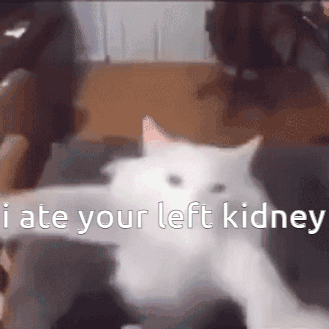 A White Cat Is Sitting On A Couch With The Words I Ate Your Left Kidney Written On It . GIF