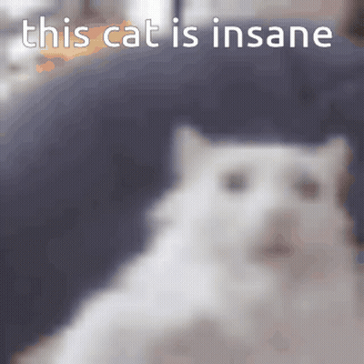 A White Cat Is Sitting On A Couch With The Words This Cat Is Insane Above It GIF