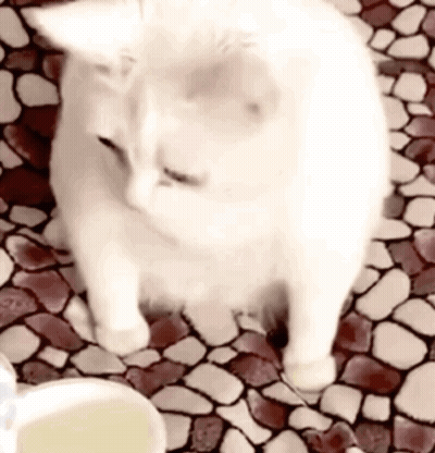 A White Cat Is Sitting On A Mosaic Tile Floor Next To A Cup . GIF