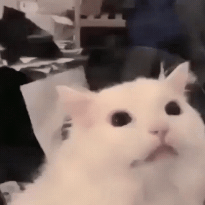 A White Cat Is Sitting On A Table Looking At The Camera . GIF