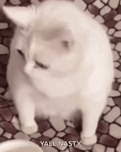 A White Cat Is Sitting On A Tiled Floor And Looking At The Camera With The Words Yall Nasty Above It . GIF