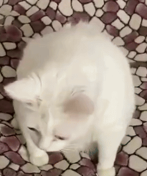 A White Cat Is Sitting On A Tiled Floor Licking Its Paw . GIF