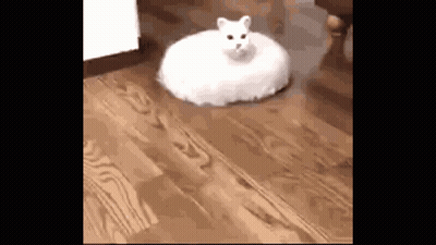 A White Cat Is Sitting On A Wooden Floor In A Circle . GIF