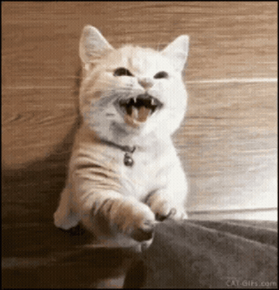 A White Cat Is Sitting On A Wooden Floor With Its Mouth Wide Open . GIF
