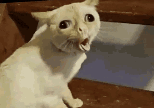 A White Cat Is Sitting On A Wooden Staircase With Its Mouth Open And Looking At The Camera . GIF