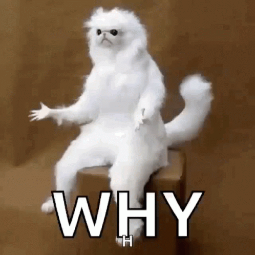 A White Cat Is Sitting On Top Of A Box With The Words `` Why '' Written On It . GIF