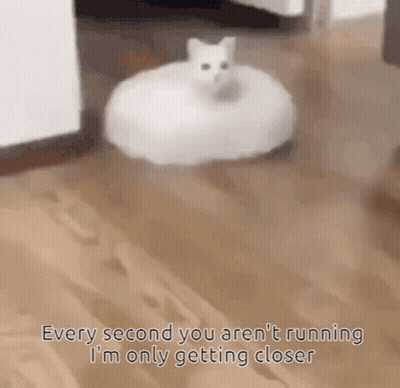 A White Cat Is Sitting On Top Of A White Circle On A Wood Floor GIF