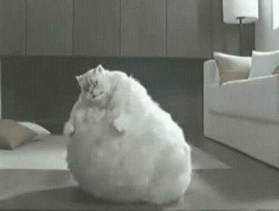 A White Cat Is Sitting On Top Of A White Couch In A Living Room GIF