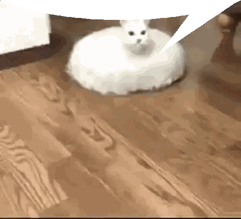 A White Cat Is Sitting On Top Of A Wooden Floor With A Speech Bubble Above It . Sticker