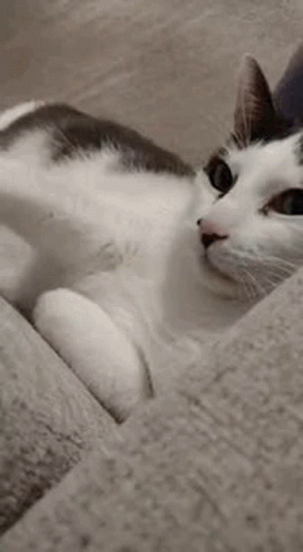 A White Cat Is Sleeping On A Couch . GIF
