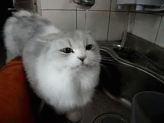 A White Cat Is Standing In Front Of A Sink With Water Coming Out Of The Faucet . GIF