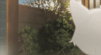 A White Cat Is Standing In Front Of A Wooden Fence And Trees GIF