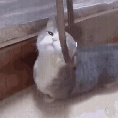 A White Cat Is Standing Next To A Blue Bottle On The Floor . GIF
