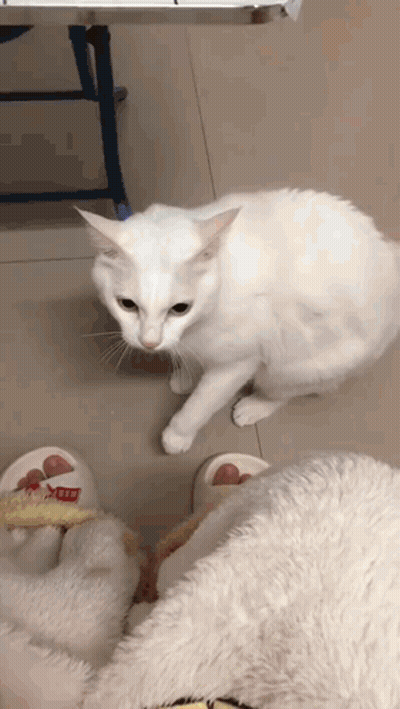 A White Cat Is Standing Next To A Pair Of Slippers That Say Hello GIF