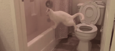 A White Cat Is Standing Next To A Toilet In A Bathroom GIF