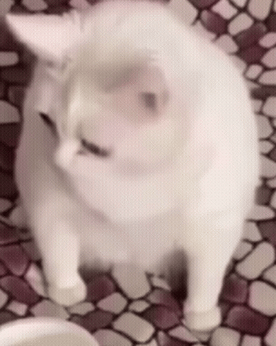 A White Cat Is Standing On A Tiled Floor And Looking At The Camera GIF