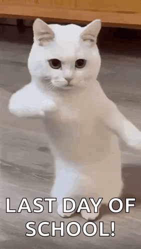 A White Cat Is Standing On Its Hind Legs And Giving A Fist Bump . GIF