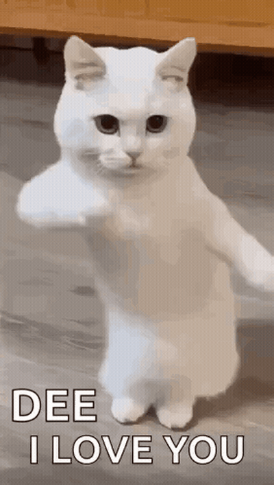 A White Cat Is Standing On Its Hind Legs And Giving A Fist Bump . GIF