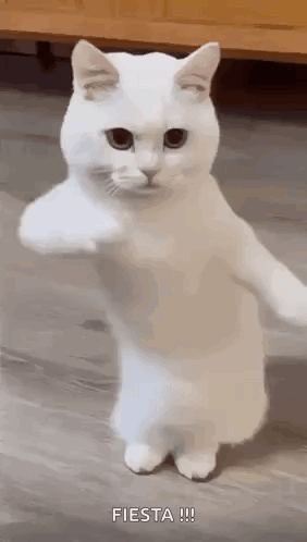 A White Cat Is Standing On Its Hind Legs And Giving A Fist . GIF