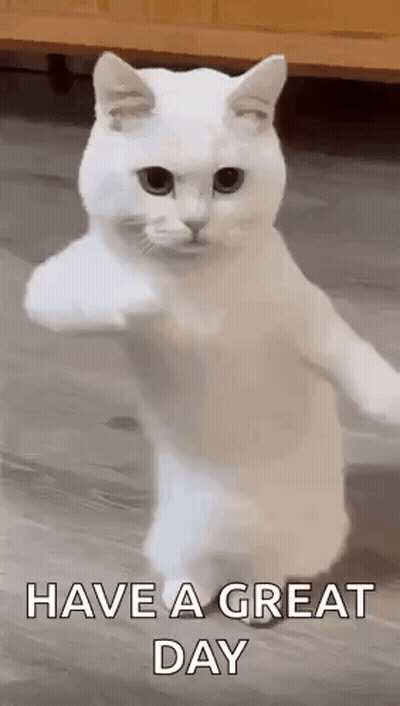 A White Cat Is Standing On Its Hind Legs And Giving A High Five . GIF