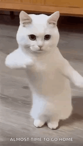 A White Cat Is Standing On Its Hind Legs And Pointing At The Camera . GIF