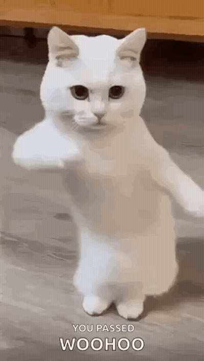 a white cat is standing on its hind legs and pointing at the camera .