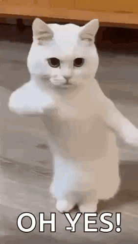 A White Cat Is Standing On Its Hind Legs And Pointing At The Camera . GIF