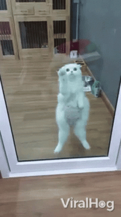A White Cat Is Standing On Its Hind Legs In Front Of A Glass Door . GIF
