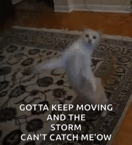 A White Cat Is Standing On Its Hind Legs On A Rug In A Living Room . GIF