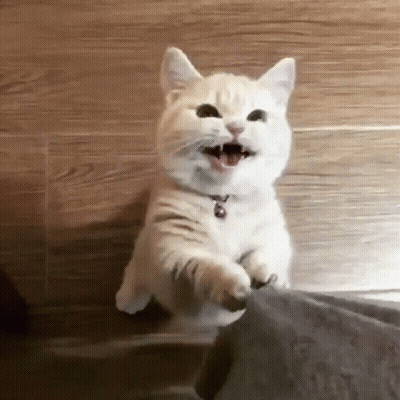A White Cat Is Standing On Its Hind Legs With Its Mouth Open GIF