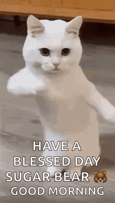 A White Cat Is Standing On Its Hind Legs With Its Paw In The Air And Says `` Have A Blessed Day Sugar Bear Good Morning  GIF