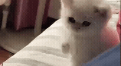 A White Cat Is Standing On Top Of A Bed . GIF