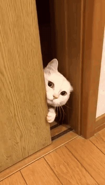 A White Cat Is Sticking Its Head Out Of A Wooden Door . GIF