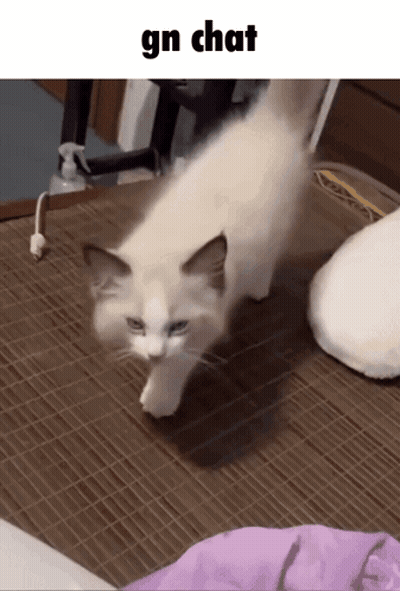 A White Cat Is Walking On A Bamboo Mat With The Words Gn Chat Below It GIF