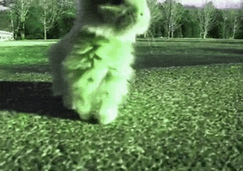 A White Cat Is Walking On A Grassy Field . GIF