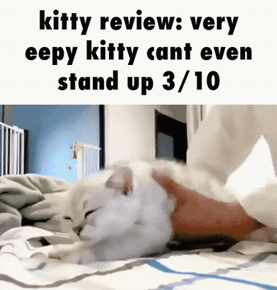 A White Cat Laying On A Bed With A Caption That Says Kitty Review Very Eepy Kitty Cant Even Stand Up 3 10 GIF