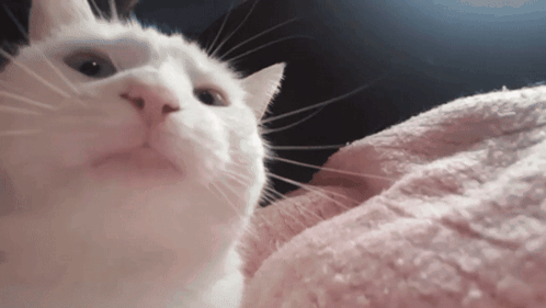 A White Cat Laying On A Pink Blanket Looking Up At The Camera GIF