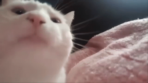 A White Cat Laying On A Pink Blanket Looking Up At The Camera GIF