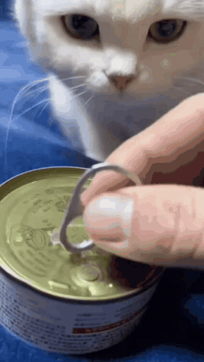 A White Cat Looking At A Person Opening A Can Of Cat Food GIF