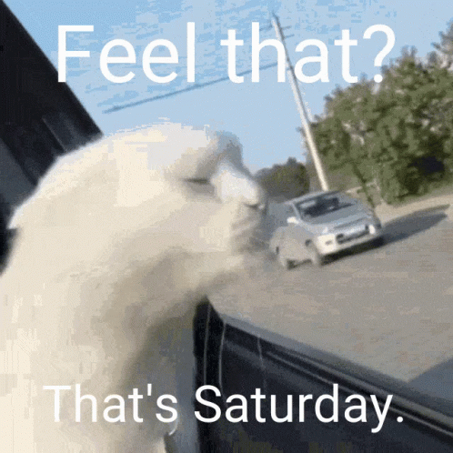 A White Cat Looking Out A Car Window With The Words Feel That That 'S Saturday GIF