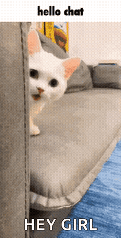 A White Cat Peeking Out From Behind A Couch With The Words Hello Chat Hey Girl Below It GIF