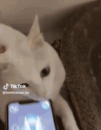 A White Cat Playing A Game On A Cell Phone GIF